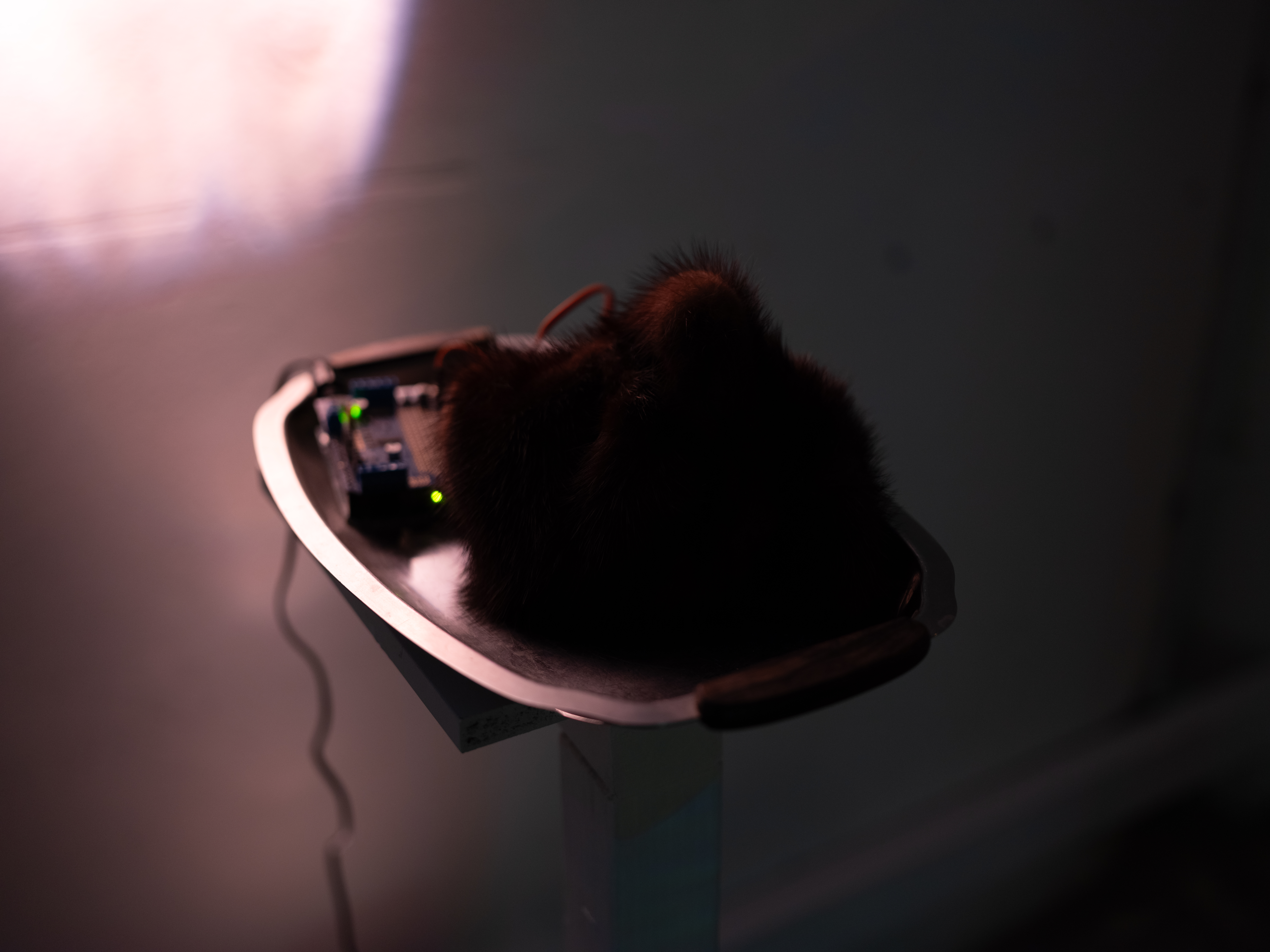 How to hunt for cultivated meat